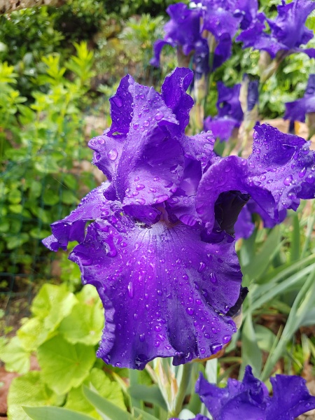 schwertlilie iris barbata elatior