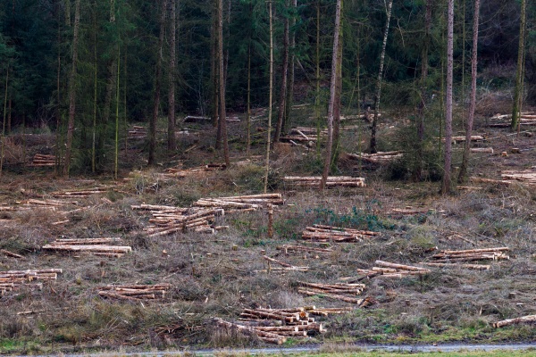 forest harvest and forest dieback of