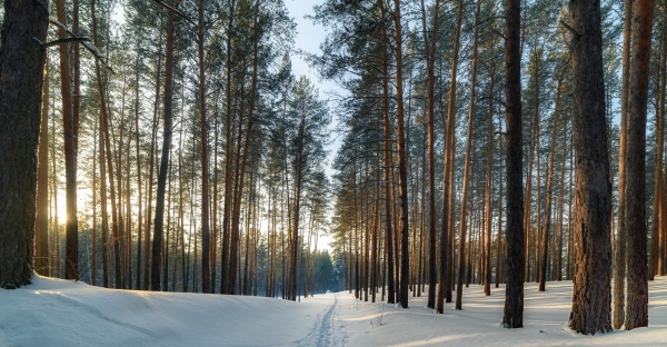 winter landscape in a pine forest