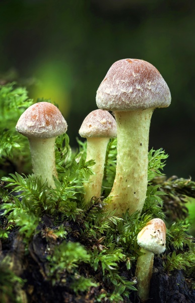 woodland fungi mushrooms in the autumn