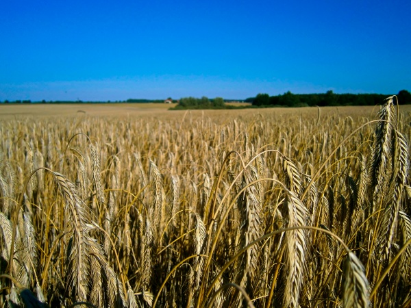 grain cultivation in the uckermark