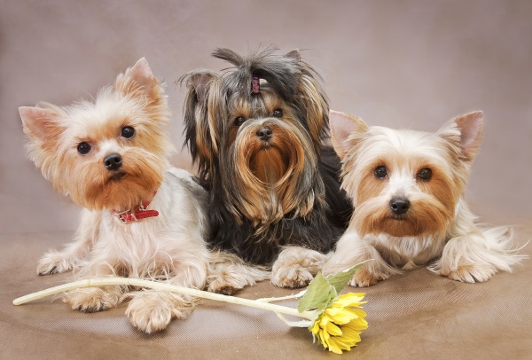 yorkshire terrier is one of the