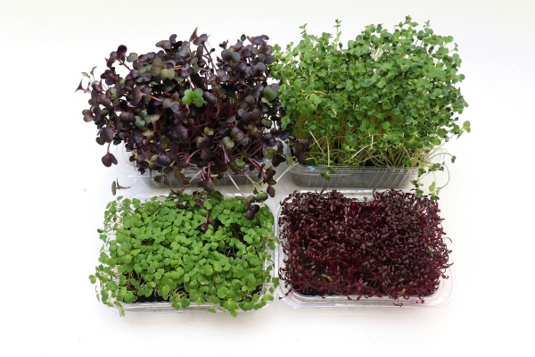 microgreens sprouts on white