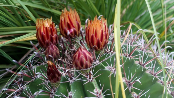 close up of cactus flower in