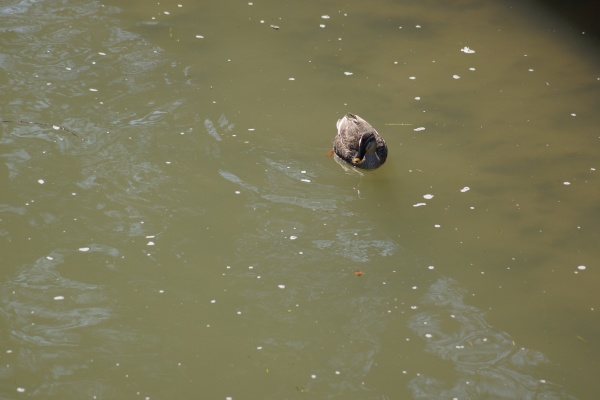 duck and cherry swim inokashira pond