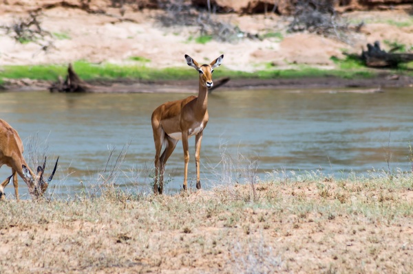 impala facing the galana river