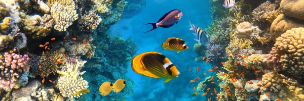 underwater colorful tropical fishes