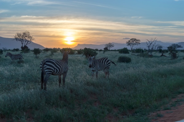 zebras grazing in the savannah