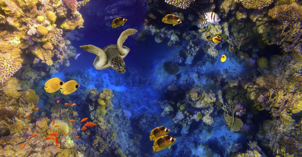 underwater, world, , coral, fishes, of - 29261435