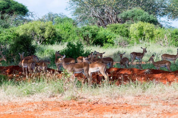 a herd of impala antelopes seen