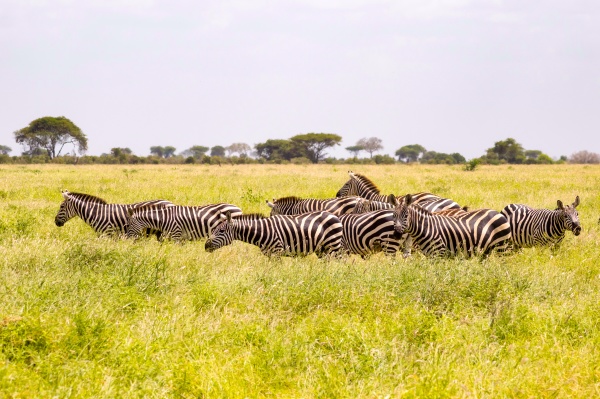 a herd of zebras standing on