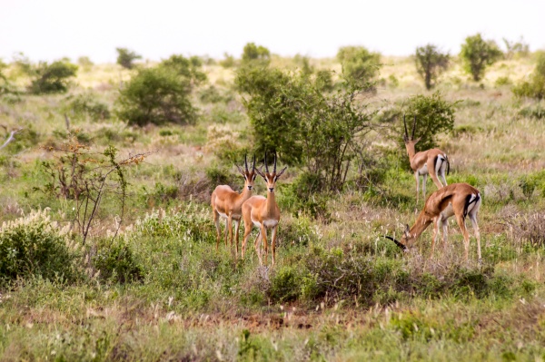 a herd of impala antelopes seen