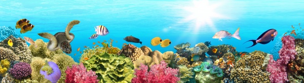 underwater, paradise, background, coral, reef, wildlife - 29284727