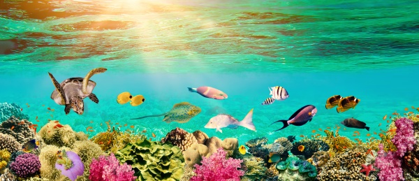 underwater, paradise, background, coral, reef, wildlife - 29322131
