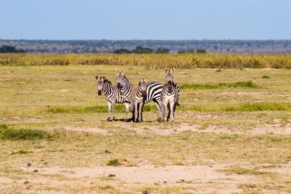 herds of zebra facing the camera