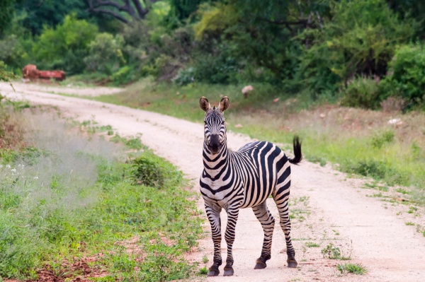 zebra isolated on track