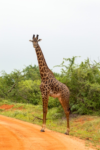 solitary giraffe crossing the track in