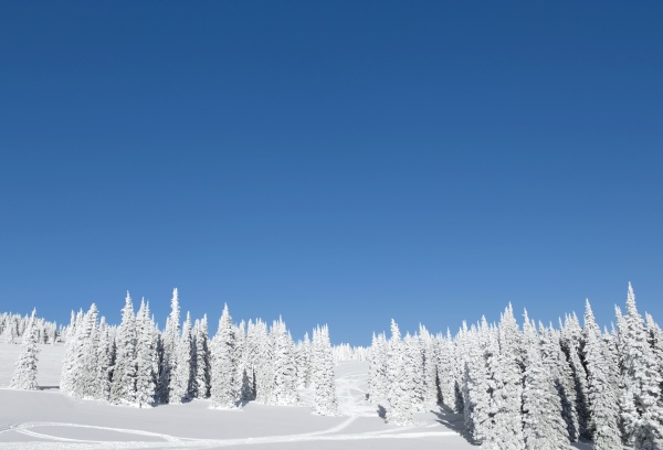 trees in a snow covered landscape