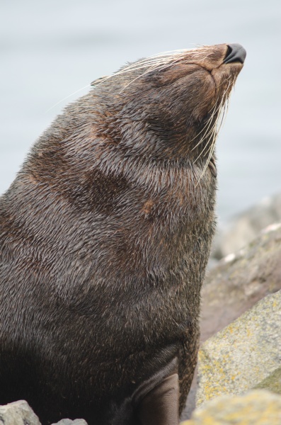 new zealand fur seal