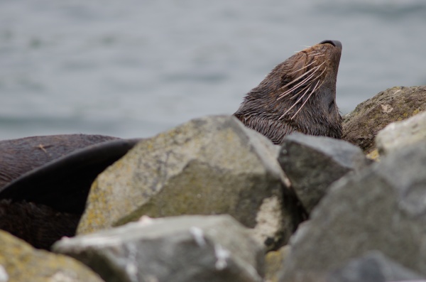 new zealand fur seal resting