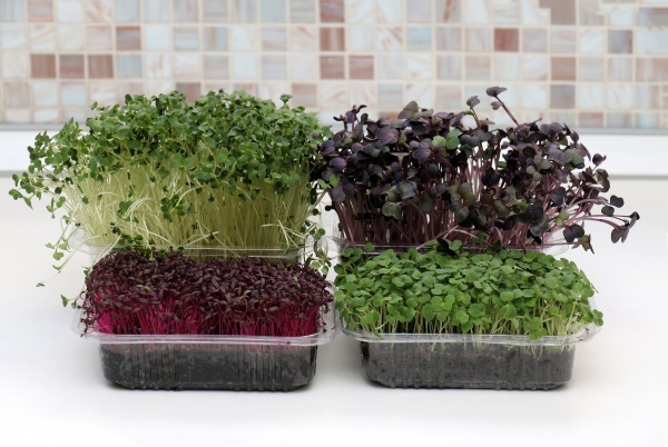 plastic containers with microrgreens plants