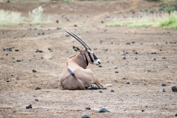 oryx sitting in the savannah