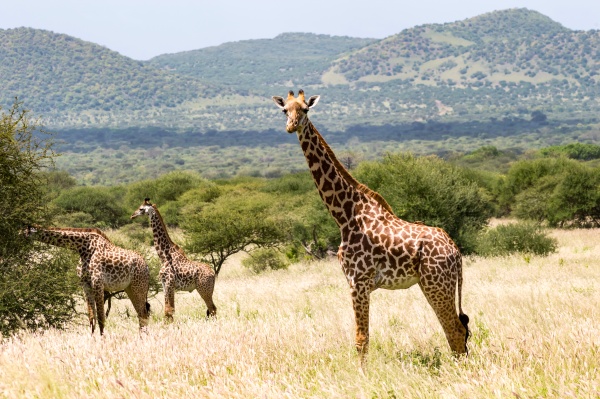 three giraffes in the savannah