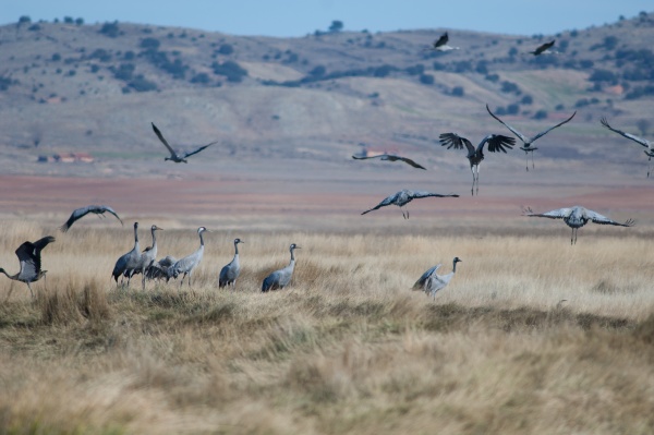 common cranes grus grus in a