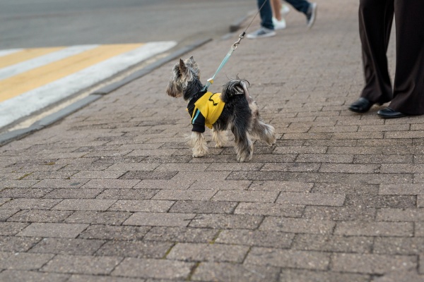 little yorkshire terrier for a walk