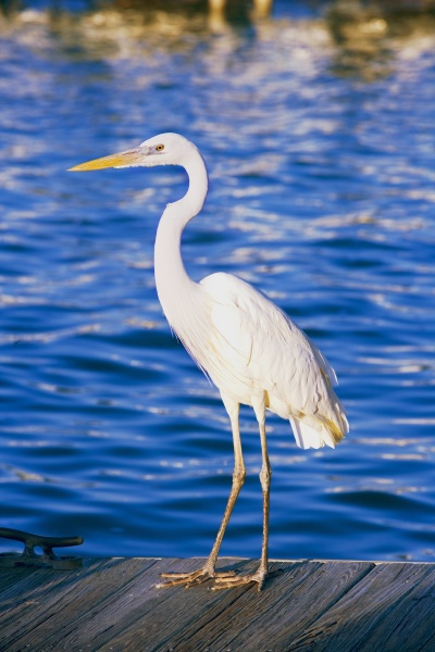 side profile of an egret perching