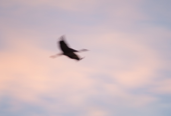 common cranes grus grus in flight