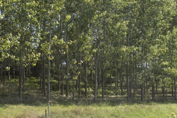 poplar trees as energy wood