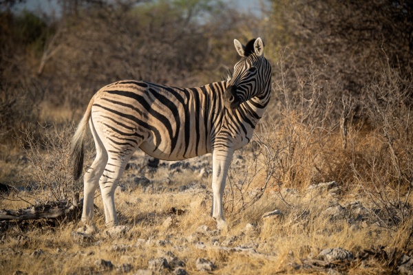 plains zebra stands near bushes turning