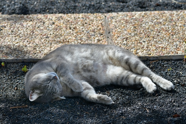 a tabby cat sleeping in the