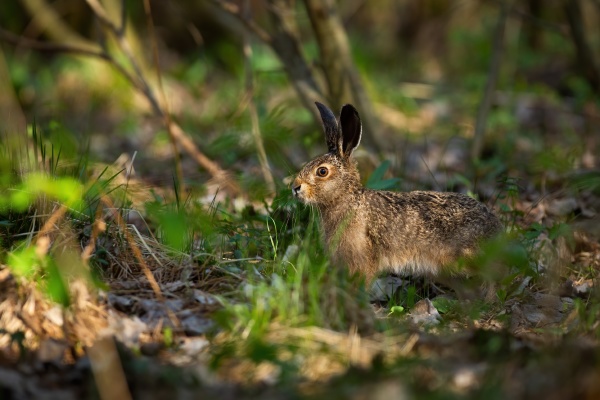 juvenille brown hare standing in forest