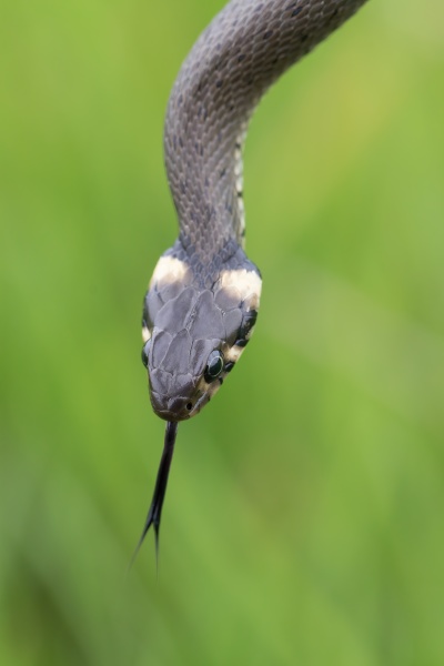 harmless small snake grass snake