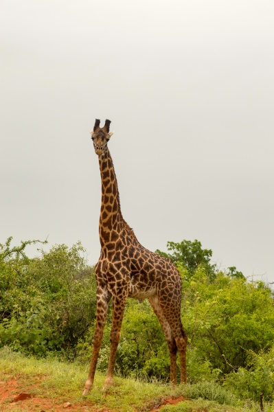 giraffe isolated in tsavo