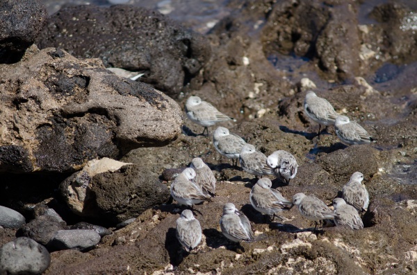 flock of sanderling calidris alba in