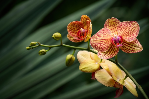 yellow and orange orchid against green