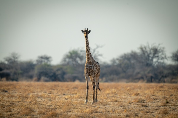 southern giraffe stands facing camera on