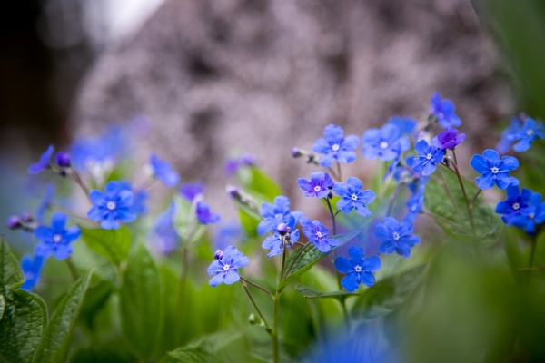 blue forget me not and colourful