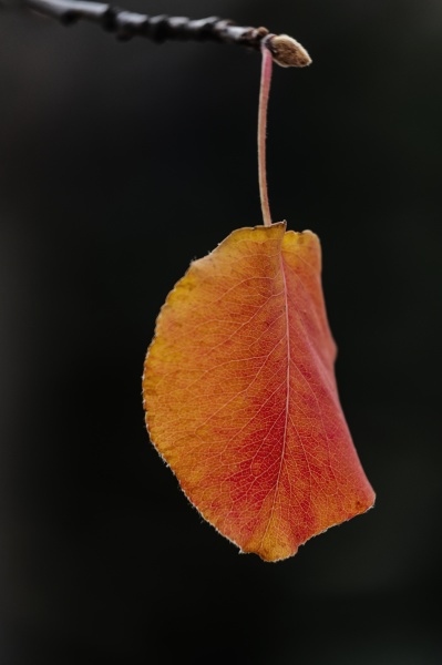 orange leaf on black background