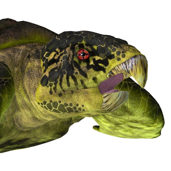 archelon turtle head