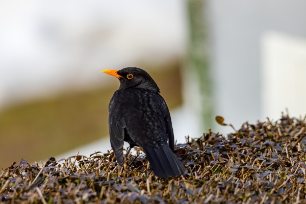 a portrait of a wild blackbird