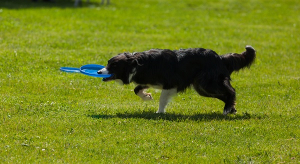 border collie dog with frisbee