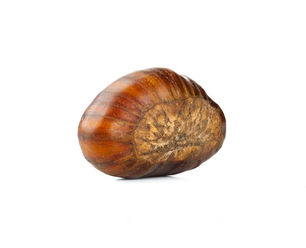 one chestnut on white