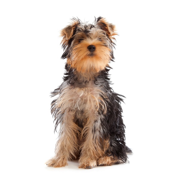 yorkshire terrier looking at camera