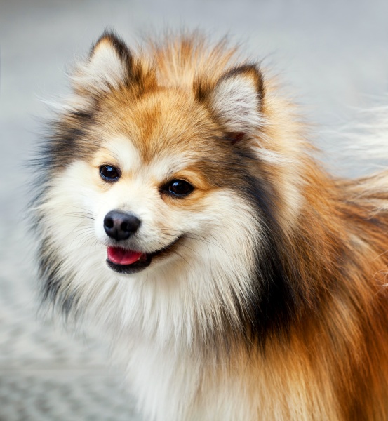 closeup of a pomeranian dog