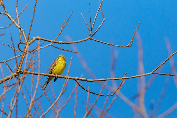 a yellowhammer on a branch in