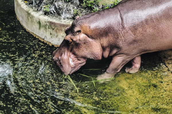 hippopotamus amphibius drinking water in pond